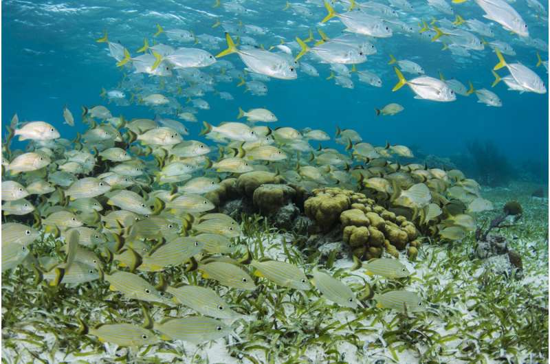 Marine protected areas improve health, wealth of nearby communities