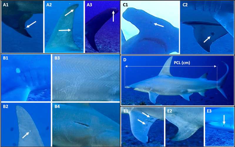 Marine scientists investigate summer gatherings of female great hammerhead sharks in French Polynesia