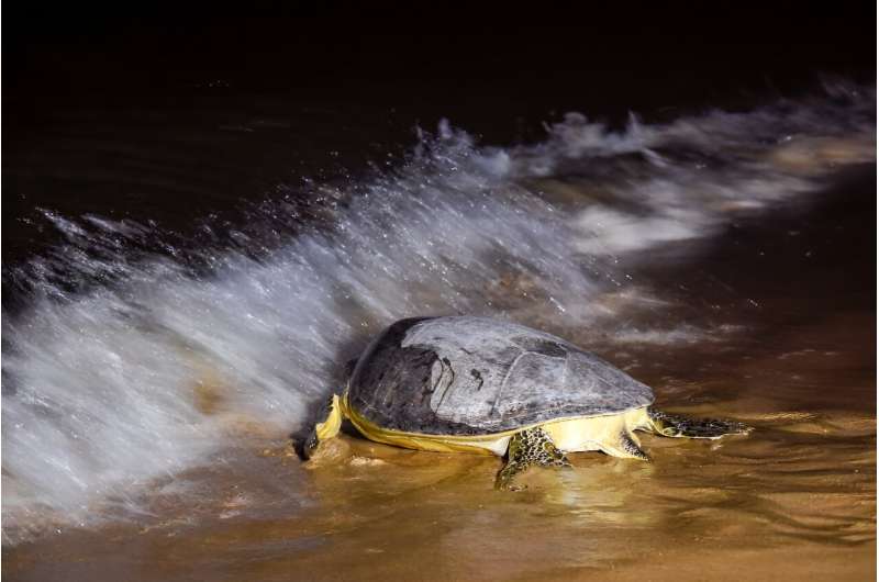 Marine turtles have covered vast distances across the world's oceans for more than 100 million years but human activity has tipped the scales against the survival of these ancient creatures, the World Wildlife Fund says