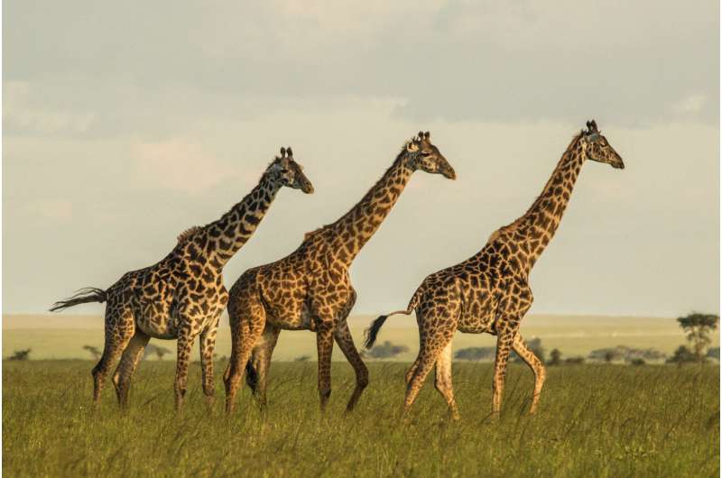 Masai giraffes more endangered than previously thought
