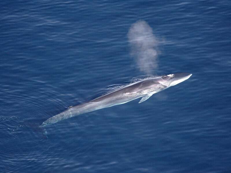 Massive gathering of fin whales observed by cruise ship passengers in Antarctica