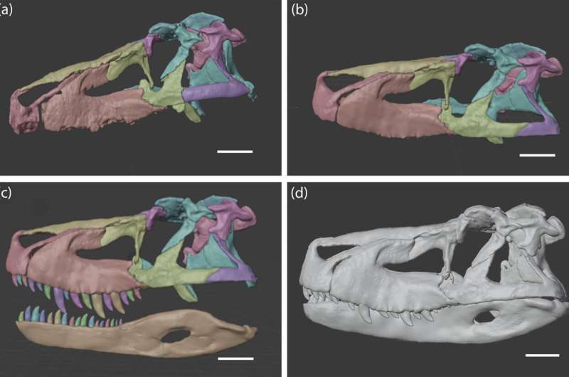 Massive pre-Jurassic reptile had weaker bite than modern crocs