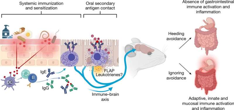 Mast cells as a sensor: Enigmatic immune cells help to avoid harmful allergens
