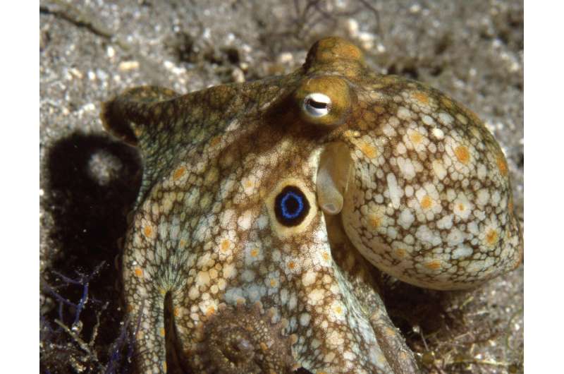 Masters of acclimation: Octopuses adjust to cold by editing their RNA