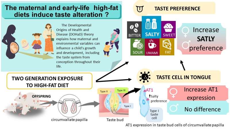 Maternal and early-life high-fat diets result in a taste for salty food