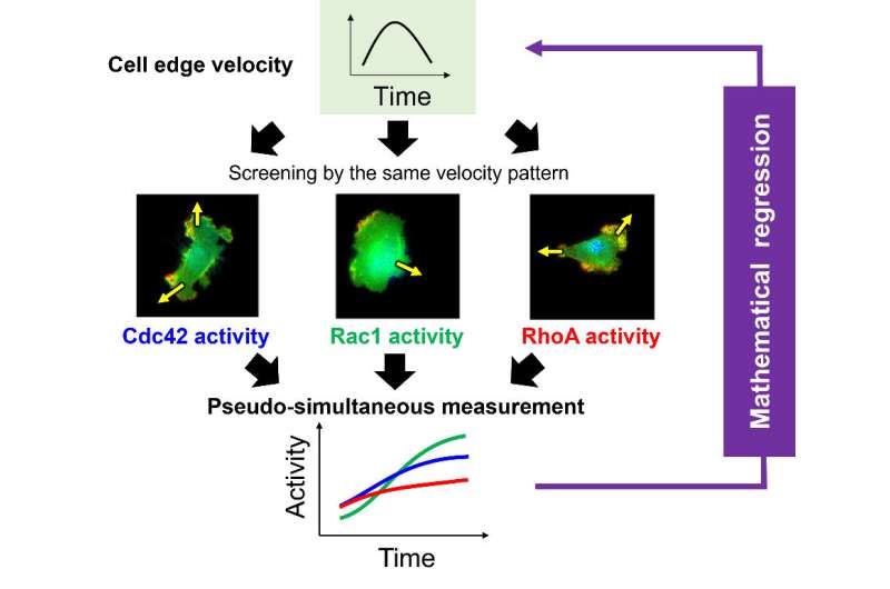 Math determines the dynamically coordinated regulation of edge velocity by Rho GTPases