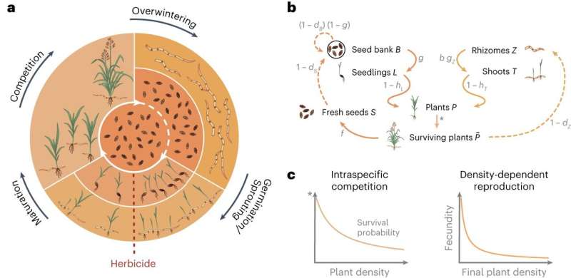 Modelo matemático de dinámica poblacional y evolución de la resistencia a herbicidas en malezas perennes.