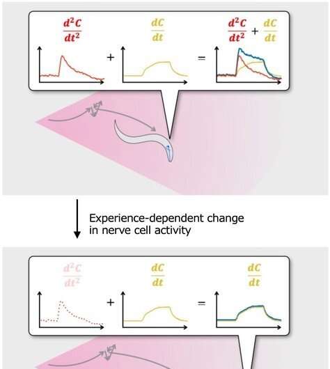 Mathematical modeling links odor-responsive behavior, neural activity, and genes