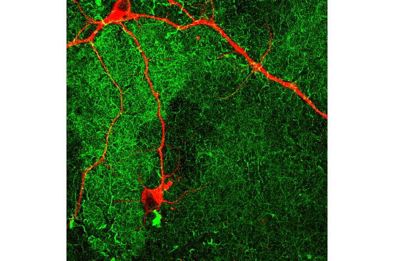 Mature 'lab grown' neurons hold promise for neurodegenerative disease