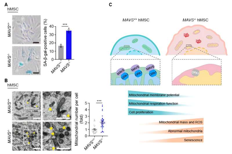 MAVS antagonizes human stem cell senescence as a mitochondrial stabilizer