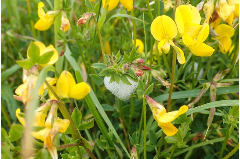 Meadow Spittlebug's record-breaking diet also makes it top disease carrier for plants
