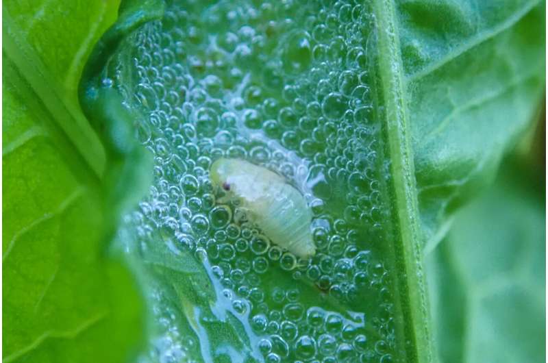 Meadow Spittlebug's record-breaking diet also makes it top disease carrier for plants