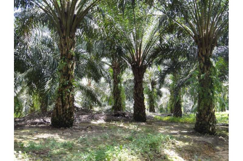 El deshierbe mecánico promueve las funciones del ecosistema y las ganancias en la palma aceitera industrial, encuentra un estudio