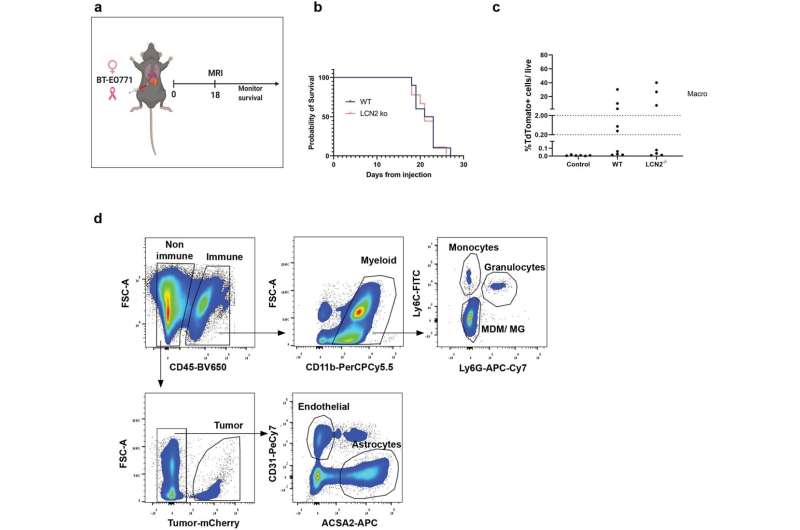 Mechanism facilitates brain metastasis from breast cancer and melanoma by inducing neuroinflammation