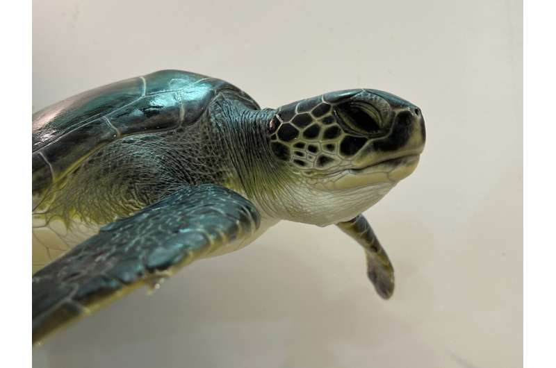Mediterranean green turtles nesting range expands under warming climate