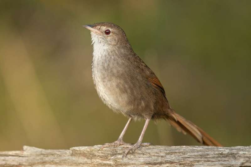 Meet the eastern bristlebird: tragically under-appreciated, and one fire away from local extinction