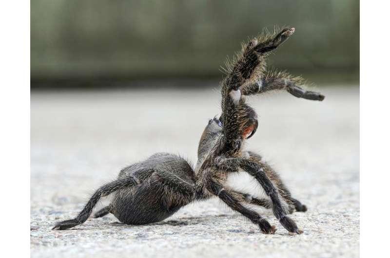 Meet the Persian Gold Tarantula: a new species discovery just on time for Tarantula Appreciation Day 2023