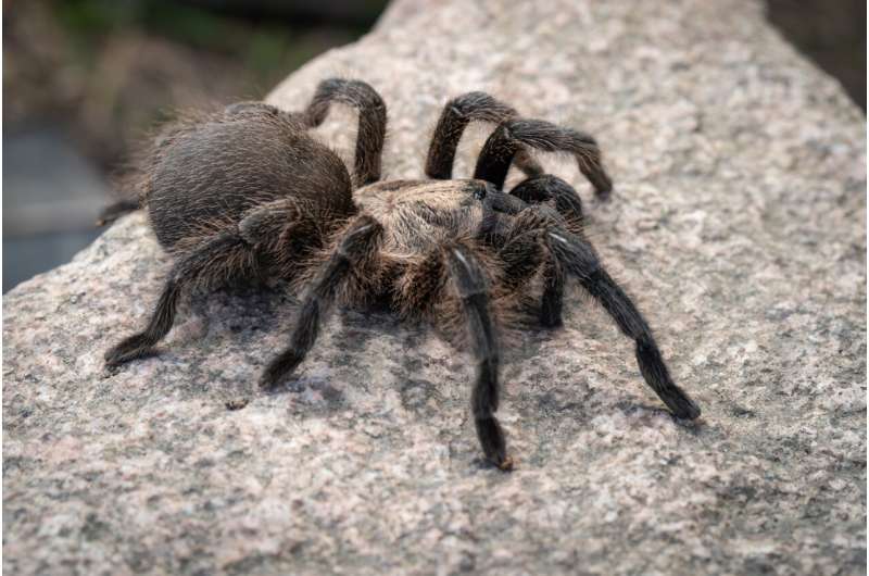 Meet the Persian Gold Tarantula: a new species discovery just on time for Tarantula Appreciation Day 2023