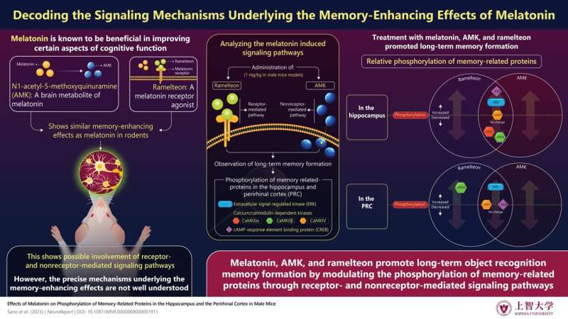 Melatonin and its derivatives make stronger lengthy-time duration object recognition memory