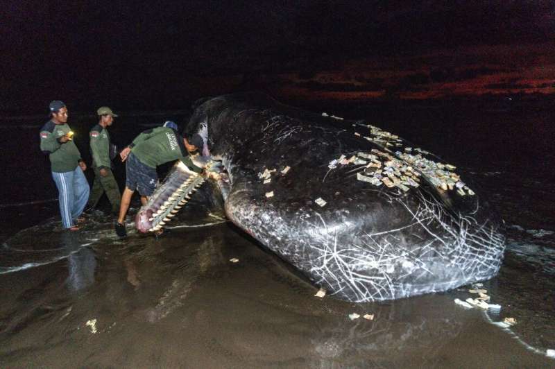 Members of an Indonesian environmental task force team examine the mouth of a dead sperm whale that washed up on a beach in Bali
