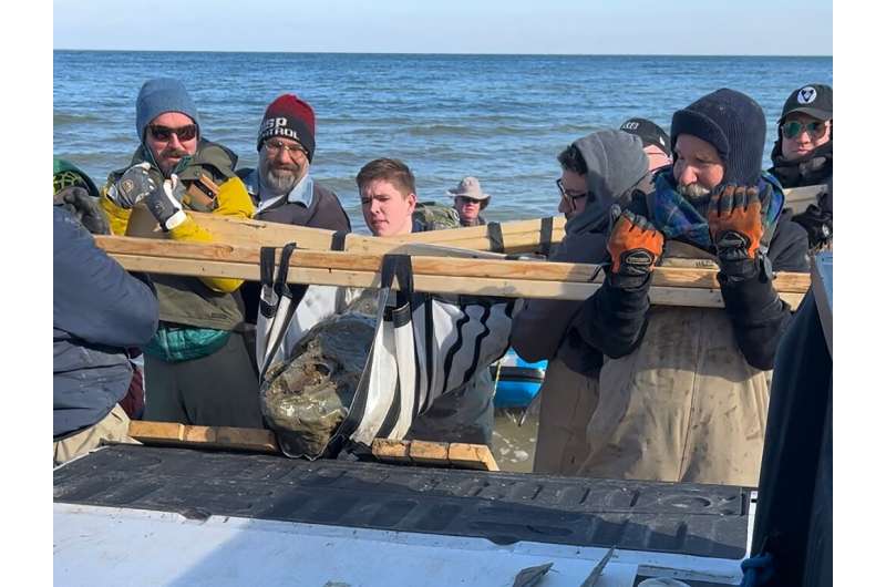 Members of the Calvert Marine Museum recover a 12-million-year-old whale skull fossil found along the Calvert Cliffs in Maryland