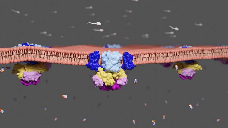 Membrane transporter ensures mobility of sperm cells