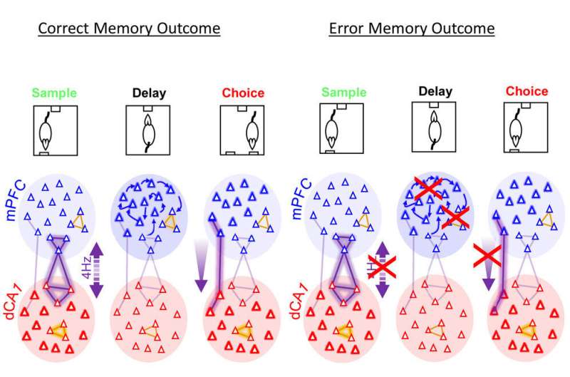 Memories could be lost if two key brain regions fail to sync together, study finds