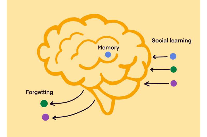Memory, forgetting, and social learning
