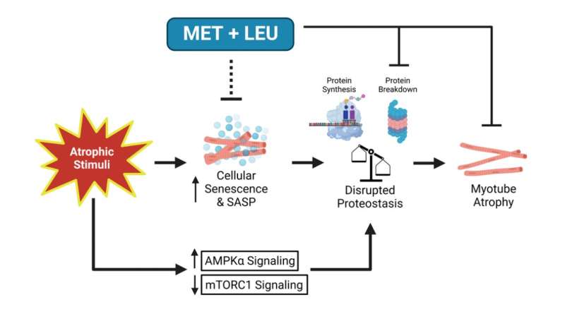 Metformin &amp; leucine prevent cellular senescence &amp; proteostasis disruption