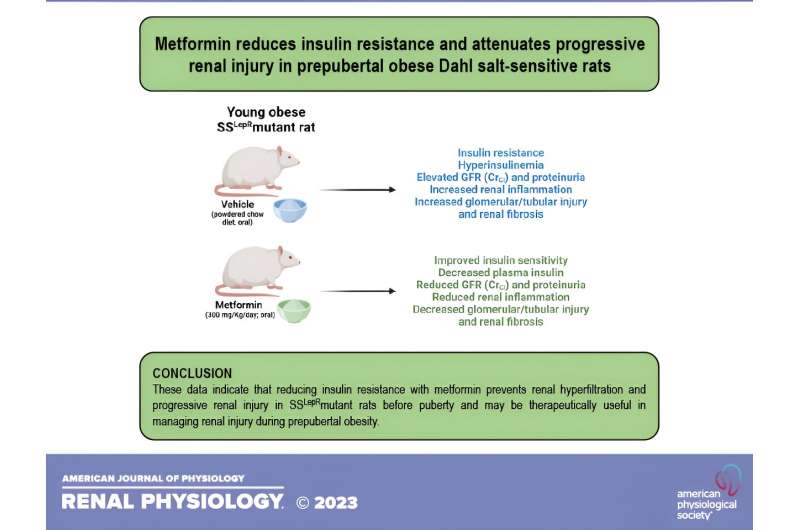 Metformin cuts insulin resistance and chances of kidney disease in young, obese rats