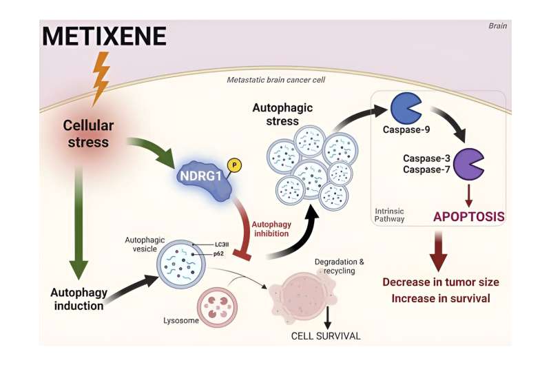 Metixene identified as a promising breakthrough in the treatment of metastatic brain cancer