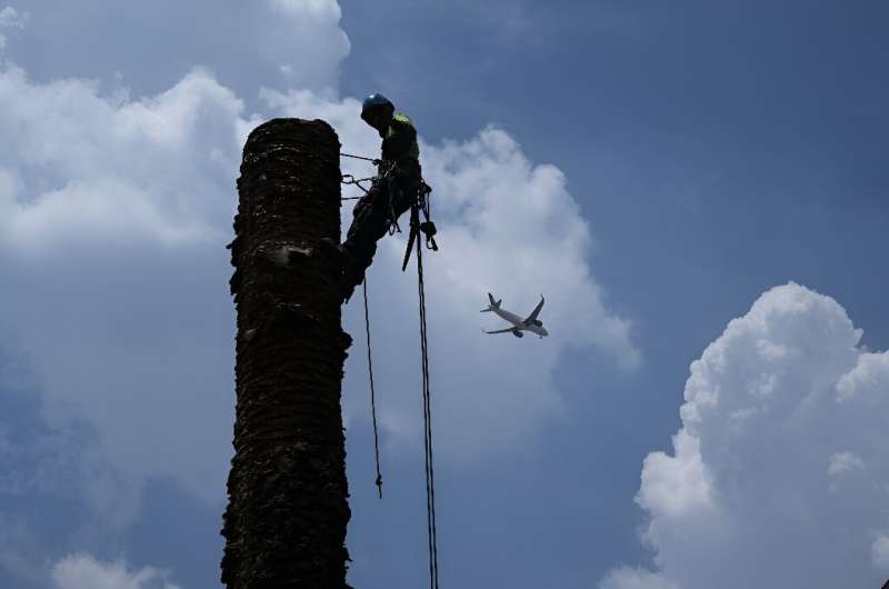 Mexico City's palm trees are suffering from lethal yellowing, a disease caused by the red palm weevil