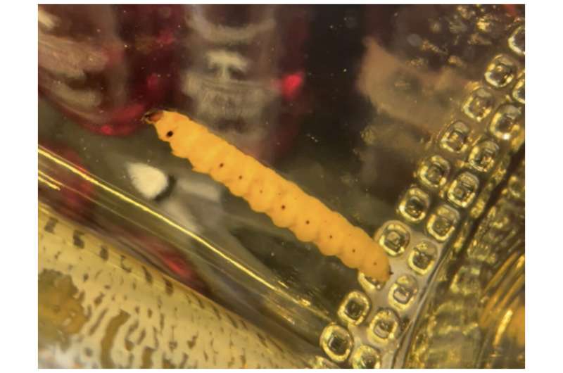 Mezcal worm in a bottle: DNA evidence suggests a single moth species