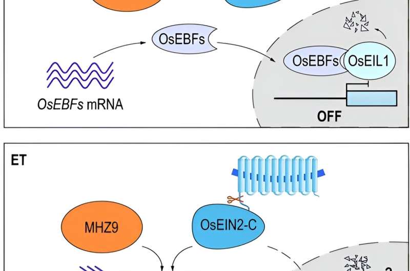 MHZ9 modulates ethylene signaling at translational level in rice