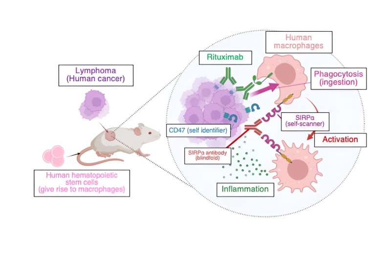 Mice with humanized immune systems to test cancer immunotherapies