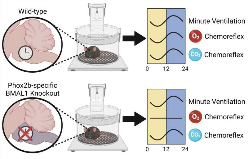 Mice Without a Functional Internal Clock Have Inflexible Breathing