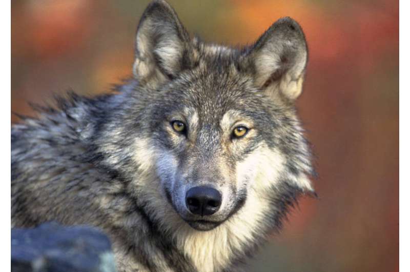 Michigan wolf population holding steady, 2022 survey shows