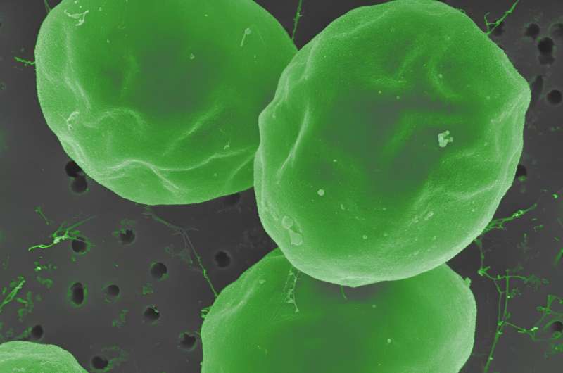 Microalgae can detoxify methylmercury, study finds