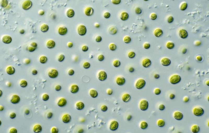 Microalgae could be the future of sustainable superfood in a rapidly changing world, study finds