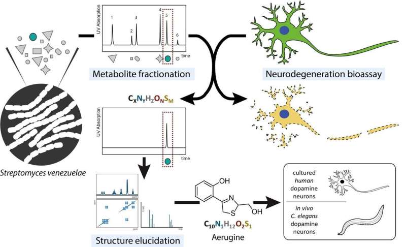 Microbial metabolites as risk factors for Parkinson's disease