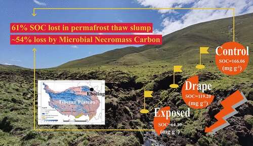 Microbial necromass carbon causes dramatic carbon loss in permafrost thaw slump of Tibetan Plateau