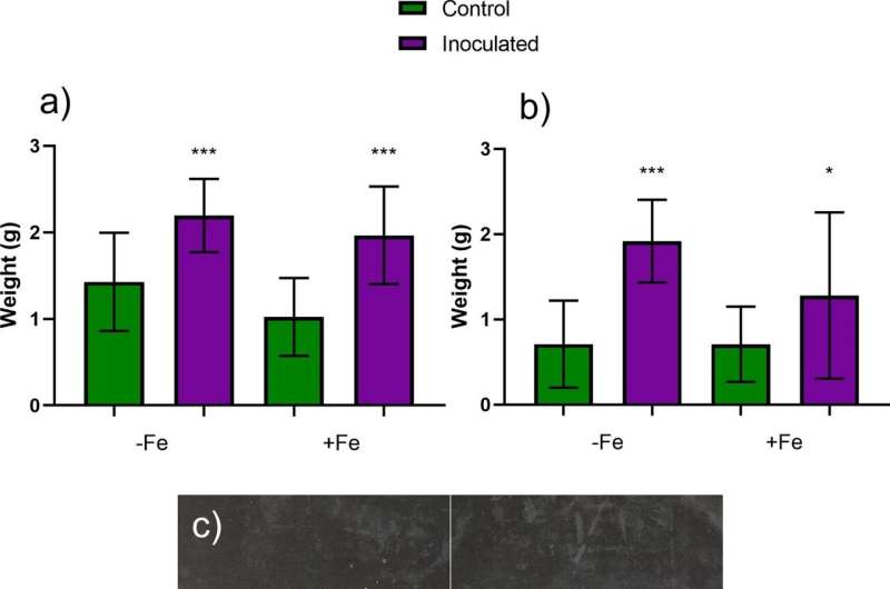 Microorganism shows potential as an iron biofertilizer for cucumber plants