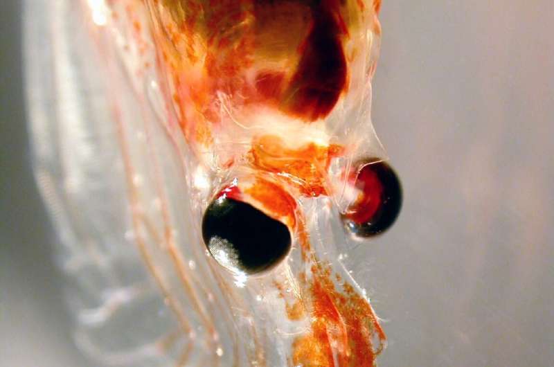 Microplastic found in Antarctic krill and salps