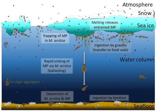 Microplásticos: hemos encontrado cantidades sorprendentes en las algas de hielo que son esenciales para toda la vida marina del Ártico