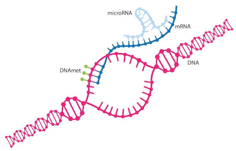 MicroRNA is the master regulator of the genome—researchers are learning how to treat disease by harnessing the way it controls genes