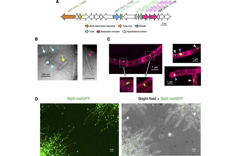 Microscopic syringes for stressed out strep