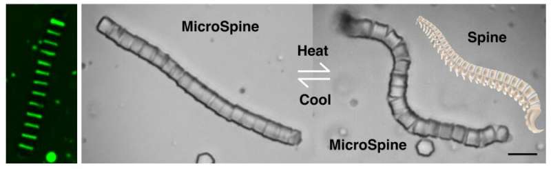 MicroSpine with shape-transforming properties for targeted cargo delivery at microscale