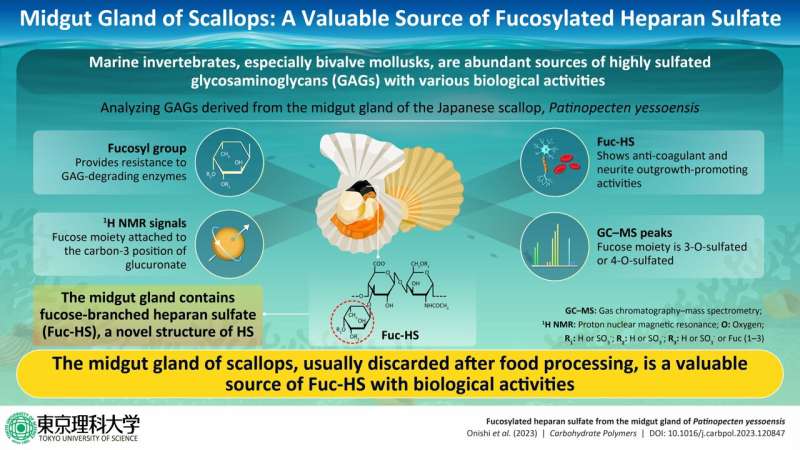 Midgut gland of scallops: a valuable source of fucosylated heparan sulfate