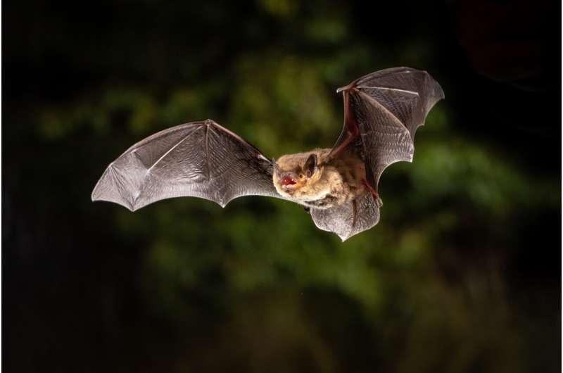 Migratory bats can detect the Earth’s magnetic field
