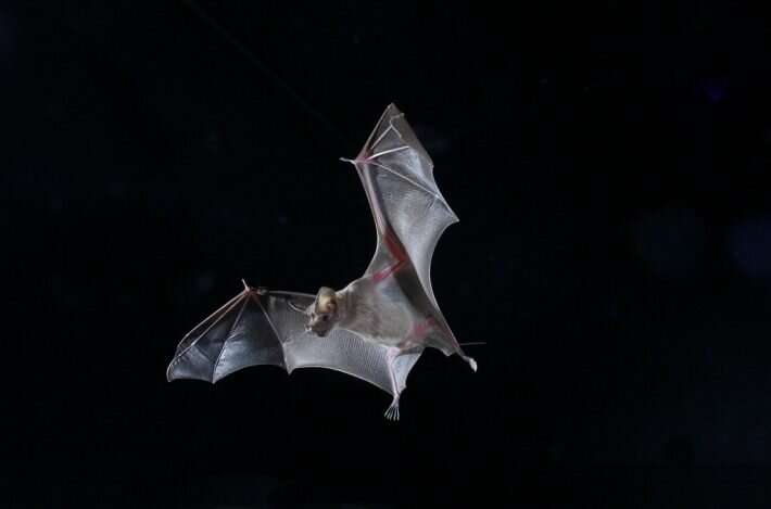 Migratory bats tracked for the first time ever using new algorithm